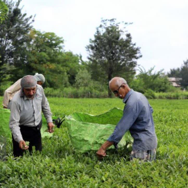 کاهش ۳۵ هزار تُنی واردات چای/ حمایت ویژه دولت از چایکاران